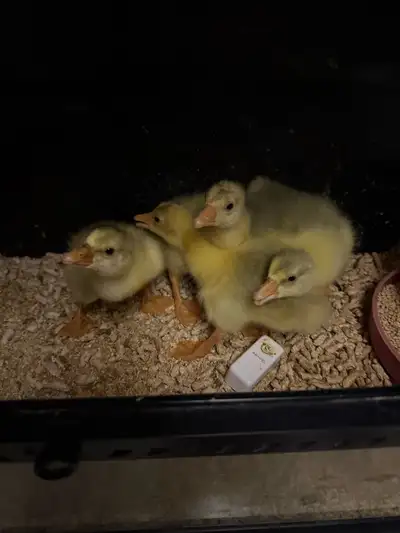 Sebastopol Goslings, View more