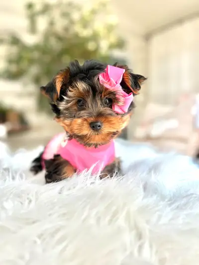 Adorable Yorkie and Morkie Puppies, View more