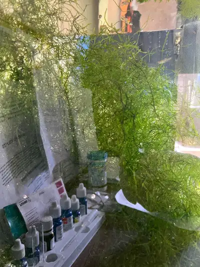 live guppy grass, View more