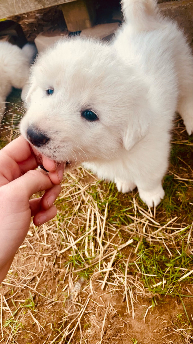 Purebred Maremma Sheepdog - 1 MALE LEFT in Dogs & Puppies for Rehoming in Peterborough - Image 3