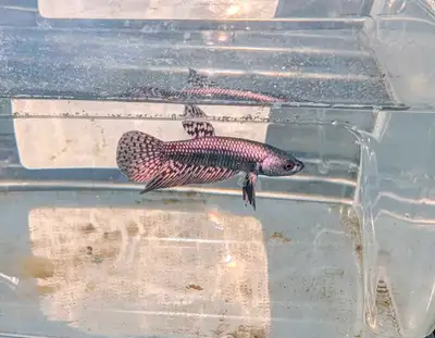 Alien copper betta from Montreal, View more