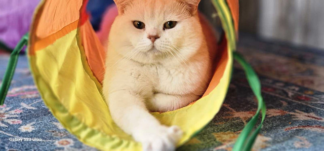 British shorthair cat in Cats & Kittens for Rehoming in Cambridge