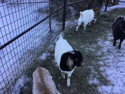 male yearling goats for sale, View more