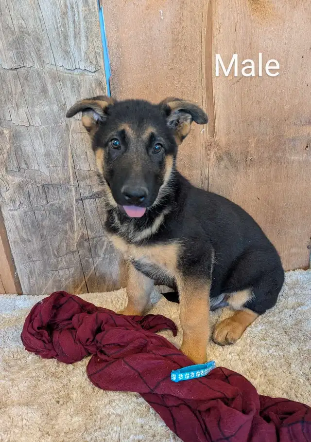 Purebred German Shepherd Puppies in Dogs & Puppies for Rehoming in Stratford - Image 3