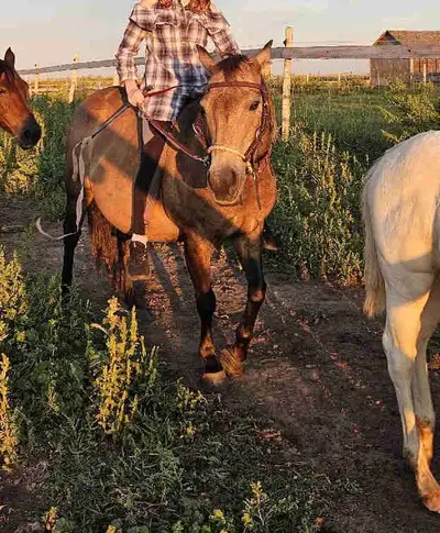 Registered IQPA mare , View more