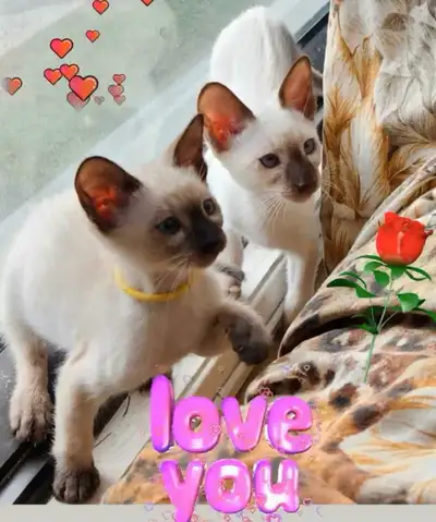 ♀️♂️ Vite Vite! ♥️Magnifiques Chatons Siamois Disponibles maintenant Mâles et Femelles Très Belle Li...
