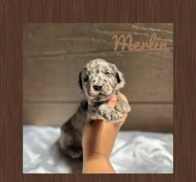 chiot goldendoodle ❤️ ( caniche x golden retriever ), View more