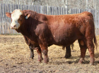 2 Year Old Simmental Bull