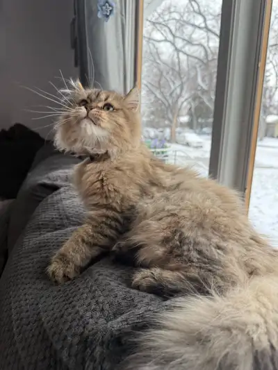 We are rehoming our 1 year old Scottish fold kitten. He is very affectionate and gentle. Has never s...