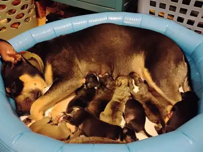 puppies for sale , View more