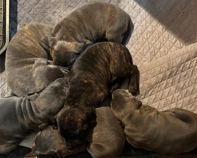 Cane Corso Puppies in Dogs & Puppies for Rehoming in Sudbury