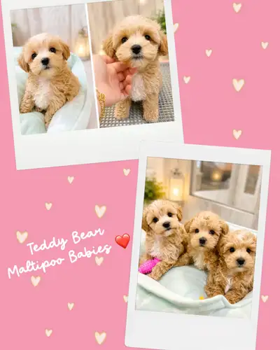 ❤️❤️❤️ TEDDY BEAR MALTIPOO BABIES ❤️❤️❤️, View more