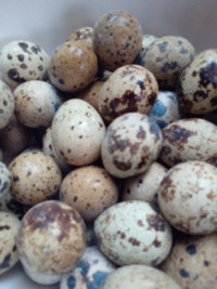 Fertile Quail eggs 