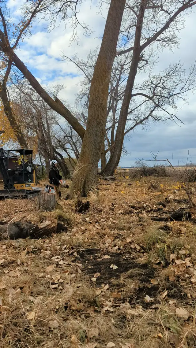 Winter Land Clearing64840206995586120