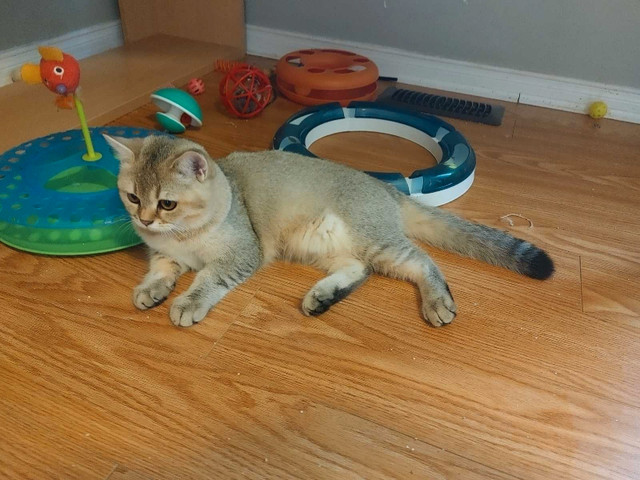 Top quality Scottish British male kitten shorthair in Cats & Kittens for Rehoming in City of Toronto - Image 3
