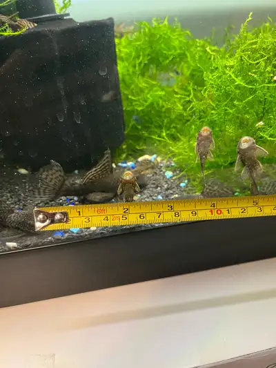 Selling my adult breeding pair of BN Plecos. The two big ones in the photo. If you’d like to experie...