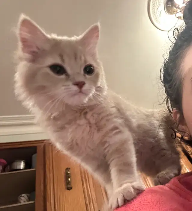 Ragdoll &amp; pure Persian-UPDATED