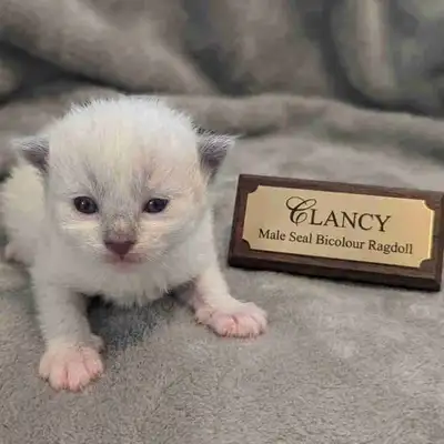 Male Seal Mitted Bicolour Ragdoll, View more