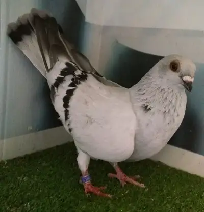 Pigeon femelle Damascène DJ588, View more