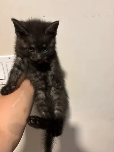 kitten to a good home , View more