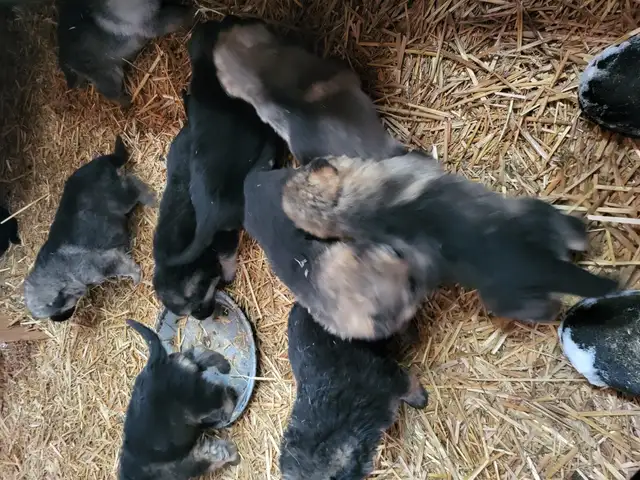 German Shephard puppies in Dogs & Puppies for Rehoming in Norfolk County - Image 5
