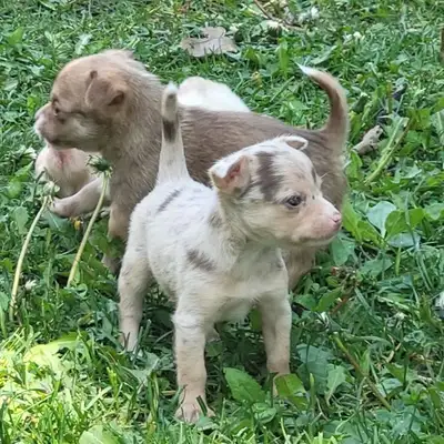 Chihuahua Puppies & 1yo, View more