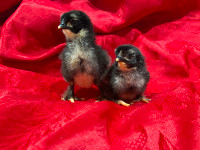 Purebred French Black Copper Marans Chicks Chickens Roosters Hen