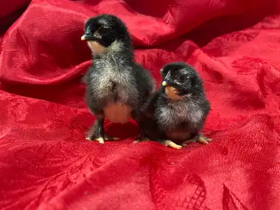 SOLD Purebred French Black Copper Marans Chicks Chickens Hen, View more