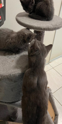 Blue Russian Blue vaccinated Kitties with Vet docs