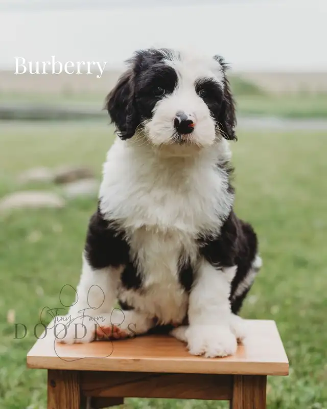 Last F1 Standard Sheepadoodle in Dogs & Puppies for Rehoming in City of Toronto - Image 3