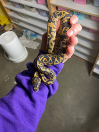 1.0 leopard yb ball python