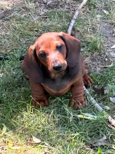 Miniature Dachshund Puppies - CKC Registered, Microchipped, Vet, View more
