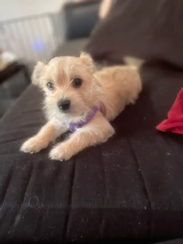 Morkie Puppies in Dogs & Puppies for Rehoming in Cambridge - Image 3
