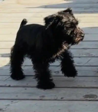 Minature Schnauzer Puppy, View more