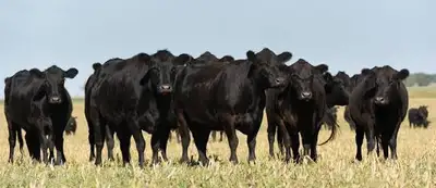 looking for bred cows or cow calf pairs , View more