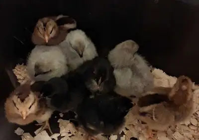 3 chicks, now available. , View more