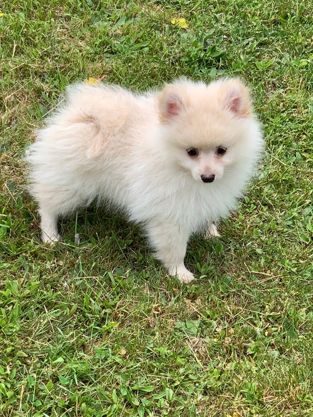 PUREBRED POMERANIANS (1 LEFT) Dogs & Puppies for Rehoming Annapolis