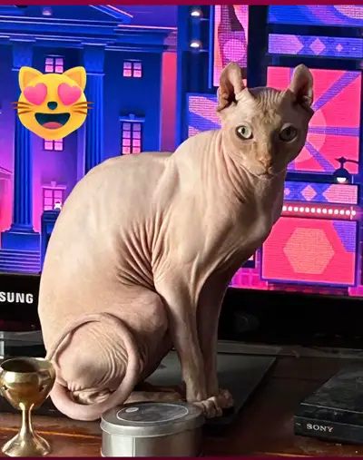 couple SPHYNX TICA, View more