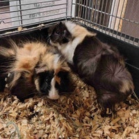 baby guinea pigs Kawartha Lakes Peterborough Area Preview