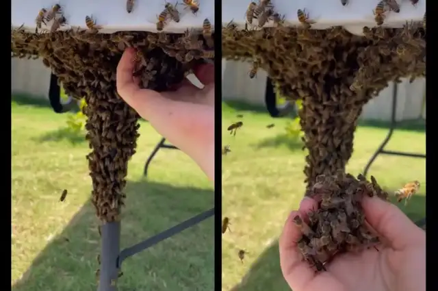FREE bee swarm removal in Animal & Pet Services in Ottawa - Image 2