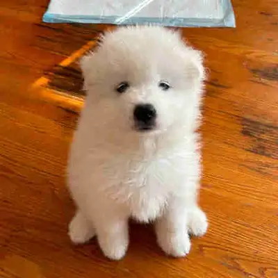 Purebred Samoyed Puppies!!, View more