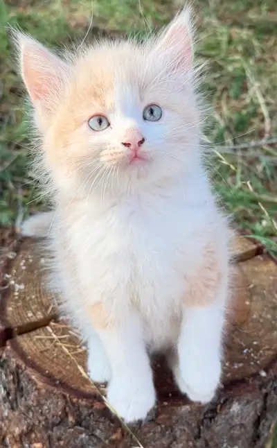Domestic kitten, View more