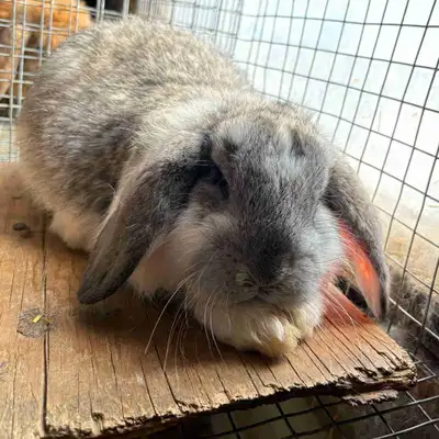 Pure bred French lops Born in Nov all male Grey, white and a broken grey/white