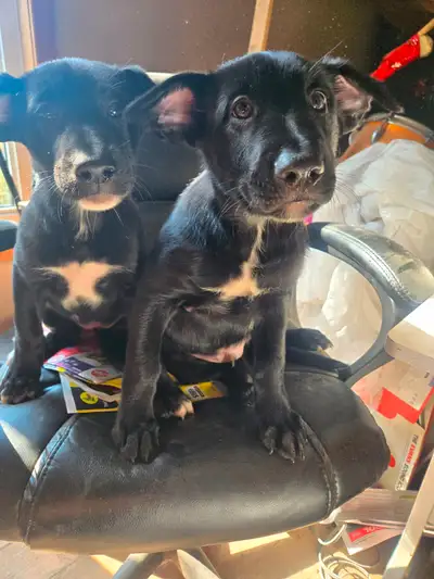 Puppies for sale, View more