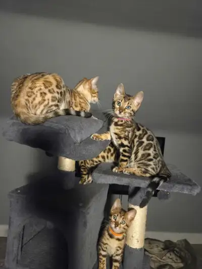 Top quality TICA registered Bengal kittens - reputable cattery, View more
