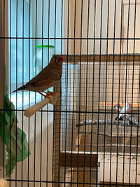 Two male Zebra Finches