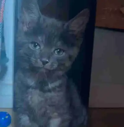 2-month old kitten WITH cage, bed, toys, litter, food, MORE, Voir plus