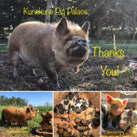 Kunekune pigs