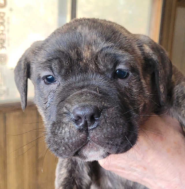 Cane corso puppies  in Dogs & Puppies for Rehoming in Leamington - Image 3