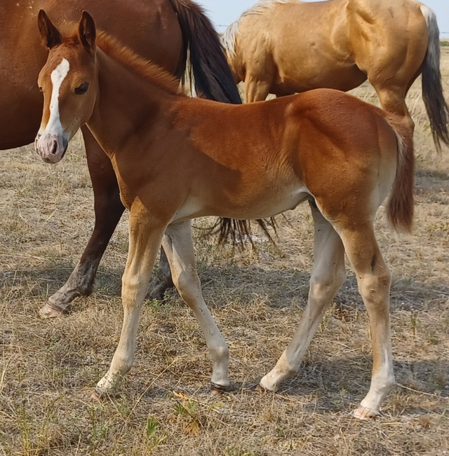 2023 qh colt in Horses & Ponies for Rehoming in Brandon